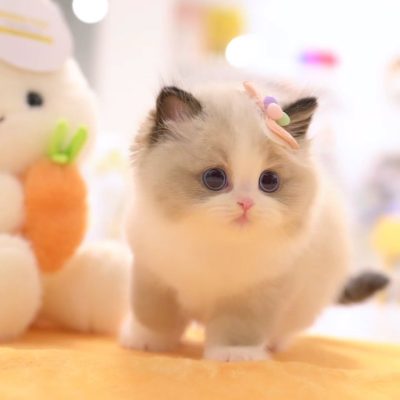 WhatsApp Image 2026-01-15 at 15.12.45