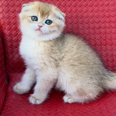 WhatsApp Image 2026-01-15 at 15.12.48