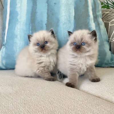 WhatsApp Image 2026-01-15 at 15.12.49 (1)