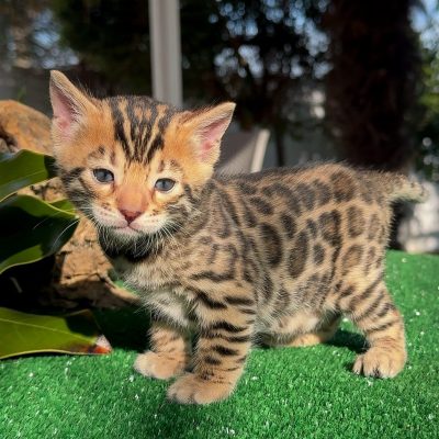 WhatsApp Image 2026-01-15 at 15.13.01