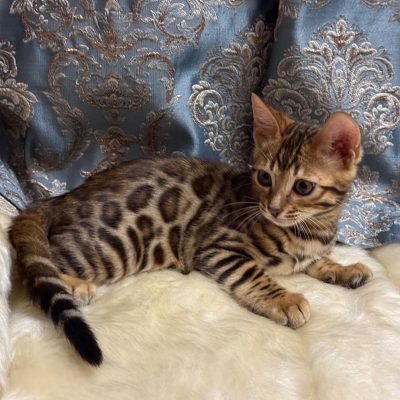 WhatsApp Image 2026-01-15 at 15.13.04